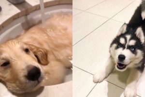 ❤️Cute Puppies Doing Funny Things 2019❤️Cutest Dog Moments Funny 2019