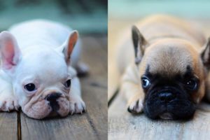 FRENCH BULLDOG PUPPIES | Funny and Cute French Bulldog Puppies Compilation # 16 | Cute pets