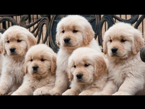 #puppies #dog #animals  Cute puppies doing funny things 2019 ? #2019 cutest dogs || funny videos