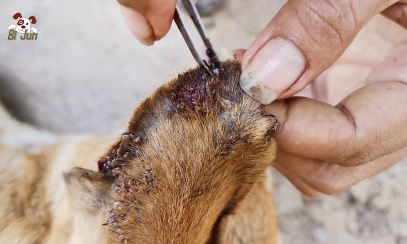 Dogs Rescued Removing Tick From The Ears And Body Part 2