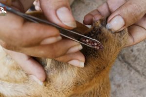 Dogs Rescued Removing Tick From The Ears And Body Part 4