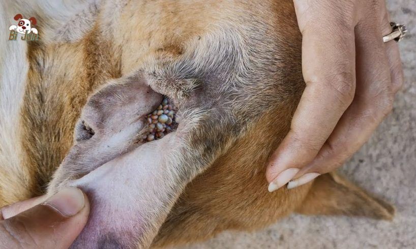 Dogs Rescued Removing Tick From The Ears And Body Part 3