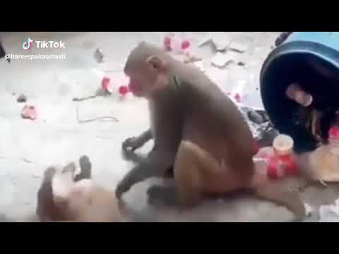 Monkey and dog fight....