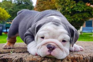 ENGLISH BULLDOG PUPPIES| Funny and cute English bulldog puppies Compilation # 12 | Animal Lovers