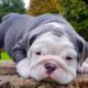 ENGLISH BULLDOG PUPPIES| Funny and cute English bulldog puppies Compilation # 12 | Animal Lovers