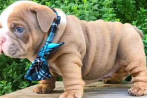 ENGLISH BULLDOG PUPPIES| Funny and cute English bulldog puppies Compilation # 11 | Animal Lovers