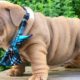 ENGLISH BULLDOG PUPPIES| Funny and cute English bulldog puppies Compilation # 11 | Animal Lovers