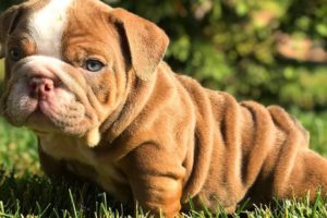 ENGLISH BULLDOG PUPPIES| Funny and cute English bulldog puppies Compilation # 10 | Animal Lovers