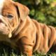 ENGLISH BULLDOG PUPPIES| Funny and cute English bulldog puppies Compilation # 10 | Animal Lovers