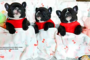 FRENCH BULLDOG PUPPIES | Funny and Cute French Bulldog Puppies Compilation # 28 | Cute pets