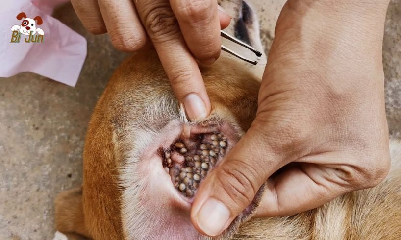 Dogs Rescued Removing Tick From The Ears And Body Part 5