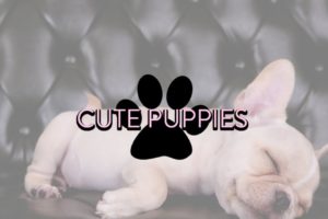 Cute Puppies