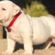 ENGLISH BULLDOG PUPPIES| Funny and cute English bulldog puppies Compilation # 14 | Animal Lovers