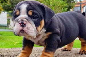 ENGLISH BULLDOG PUPPIES| Funny and cute English bulldog puppies Compilation # 13 | Animal Lovers