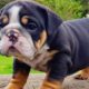 ENGLISH BULLDOG PUPPIES| Funny and cute English bulldog puppies Compilation # 13 | Animal Lovers