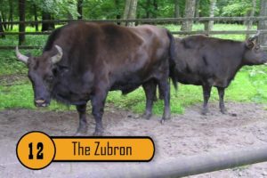 20 Bizarre Hybrid Animal That Actually Exist in the worl animal fun zone