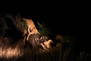 20 Lion vs Buffalo Fighting at Night