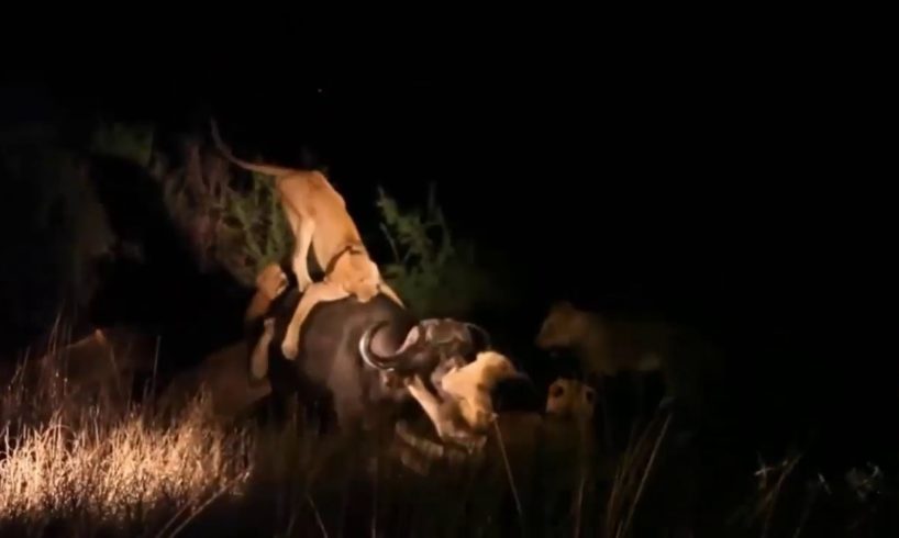 20 Lion vs Buffalo Fighting at Night