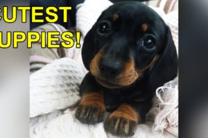 20 Puppies Who Are Way Too Cute For This World!