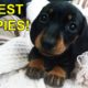 20 Puppies Who Are Way Too Cute For This World!