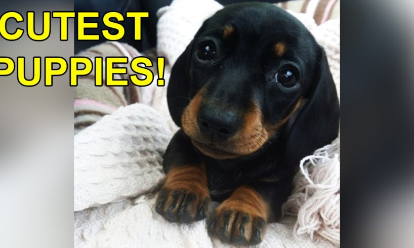 20 Puppies Who Are Way Too Cute For This World!