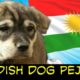 2019 TOP 10 CUTE PUPPIES /KURDISTAN/KURDISH SHEPHERD DOGS/سه گی پشده ر
