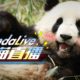 24/7 HD Panda Live @ iPanda