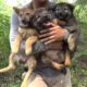 3 Cute Puppies Lost Mother.. Rescue Puppies for a New Mother