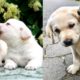 3 Hours of Cute Puppies & Funny Dogs - Best Compilation Video