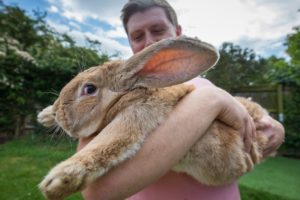 3ft Long Bunny Set To Become World’s Biggest Rabbit