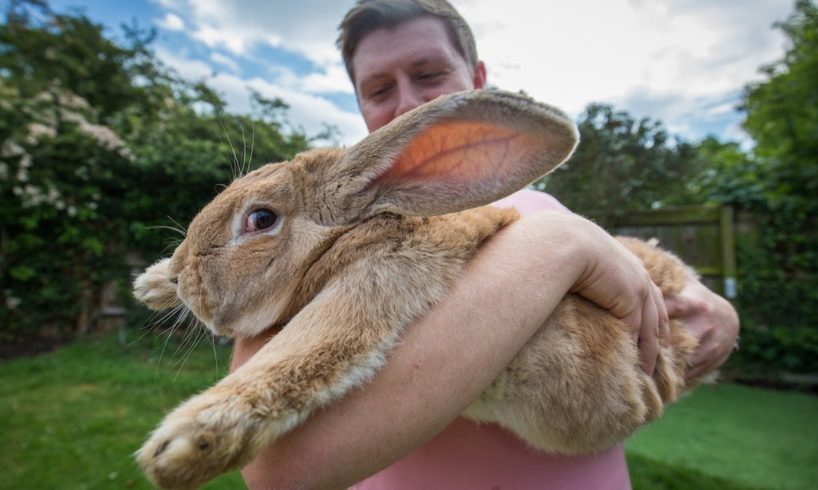 3ft Long Bunny Set To Become World’s Biggest Rabbit