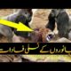 5 Animals Battles Caught on Camera | Urdu Amazing World | Purisrar Dunya