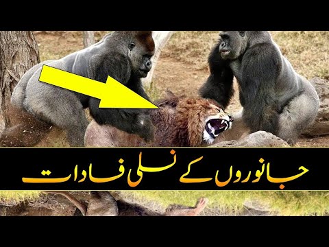 5 Animals Battles Caught on Camera | Urdu Amazing World | Purisrar Dunya