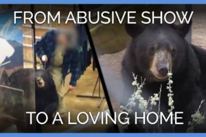 5 Bears Go From Abusive Show to Loving Home | PETA Animal Rescues