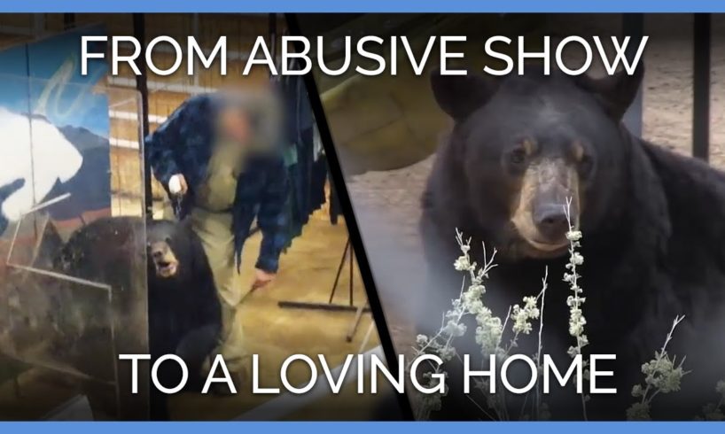 5 Bears Go From Abusive Show to Loving Home | PETA Animal Rescues