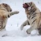 5 CRAZIEST Animal Fights Caught On Camera & Spotted In Real Life! 49