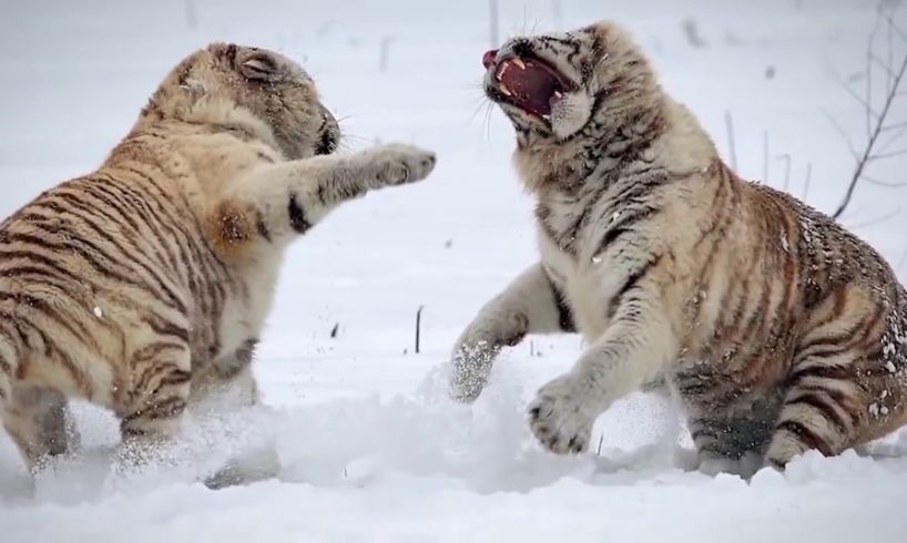 5 CRAZIEST Animal Fights Caught On Camera & Spotted In Real Life! 49