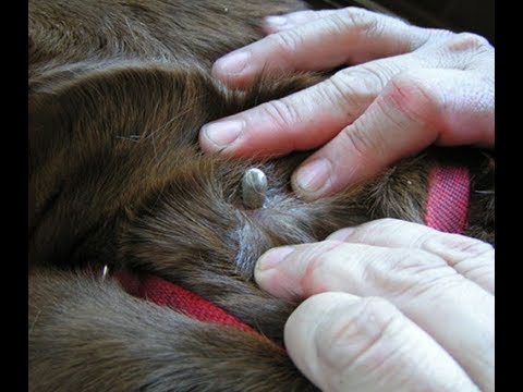700+ Ticks Was Removed From Poor Dogs animal rescue pawn