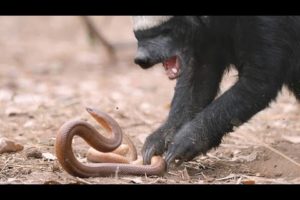 A Honey Badger and Mole Snake Fight to the Death