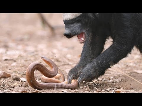 A Honey Badger and Mole Snake Fight to the Death