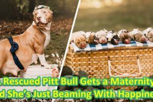 A Rescued Pitt Bull Gets a Maternity, and She’s Just Beaming With Happiness