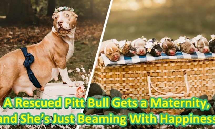 A Rescued Pitt Bull Gets a Maternity, and She’s Just Beaming With Happiness