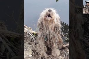 A Scared Homeless Dog with a Broken Heart Had Been Rescued | Rescue Dogs