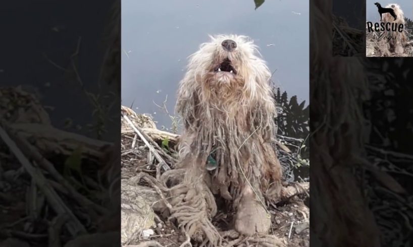 A Scared Homeless Dog with a Broken Heart Had Been Rescued | Rescue Dogs