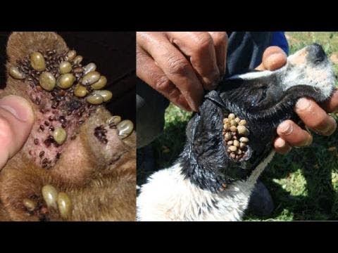 A dog with an ingrown collar animal rescue team , pawns