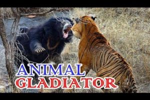 ANIMAL GLADIATOR !! BEST ANIMAL FIGHTS 2020