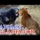 ANIMAL GLADIATOR !! BEST ANIMAL FIGHTS 2020