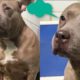 Abandoned Dog Actually Crying When Someone Takes Away Her Puppy - Now She Has a New Life