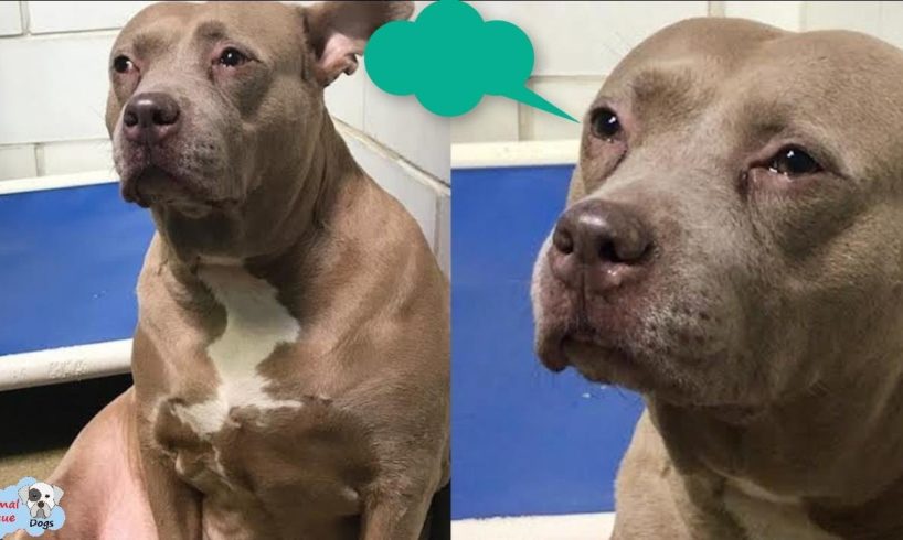 Abandoned Dog Actually Crying When Someone Takes Away Her Puppy - Now She Has a New Life