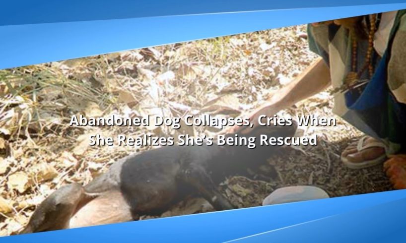 Abandoned Dog Cries When She Realizes She’s Being Rescued